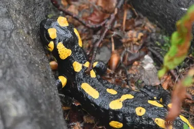 Mały Szlak Beskidzki, dzień 5, salamandra plamista